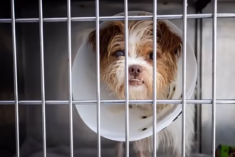 Florianópolis Inova com Hospital Público Veterinário para Todos