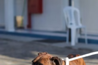 Dibea da Capital: Mutirões de Castração para Animais em Destaque