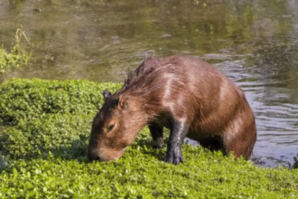 Curso sobre convivência com fauna urbana: inscreva-se já!