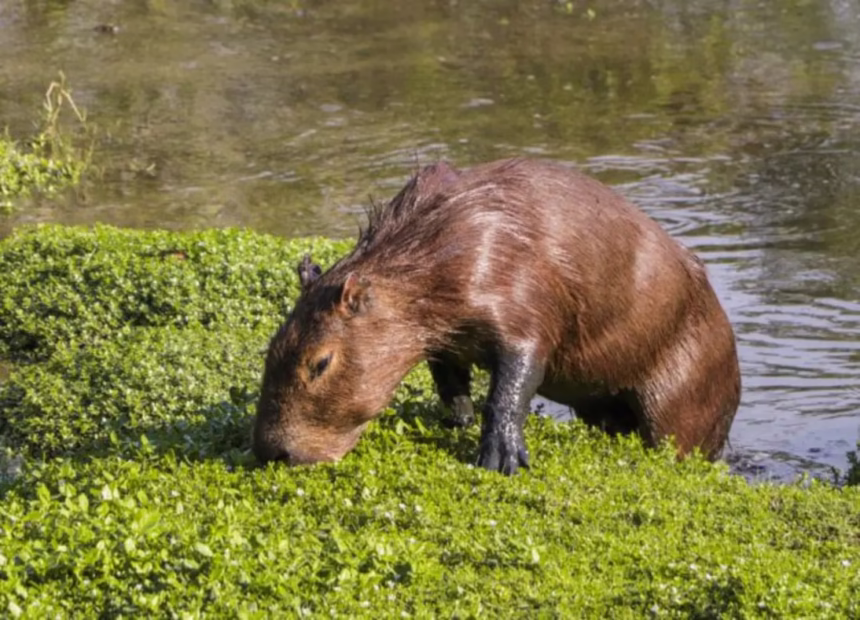 Curso sobre convivência com fauna urbana: inscreva-se já!
